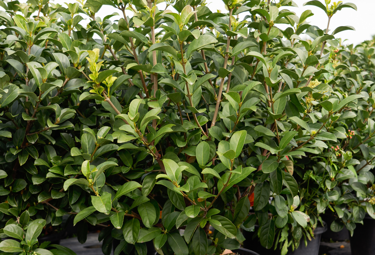 Small to Medium Shrubs & Hedging