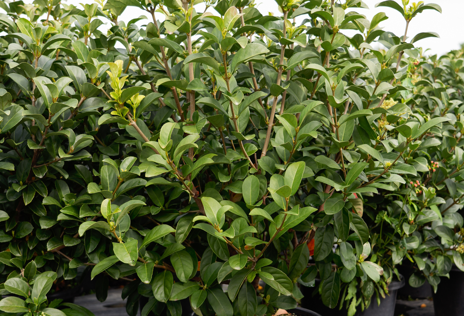 Small to Medium Shrubs & Hedging