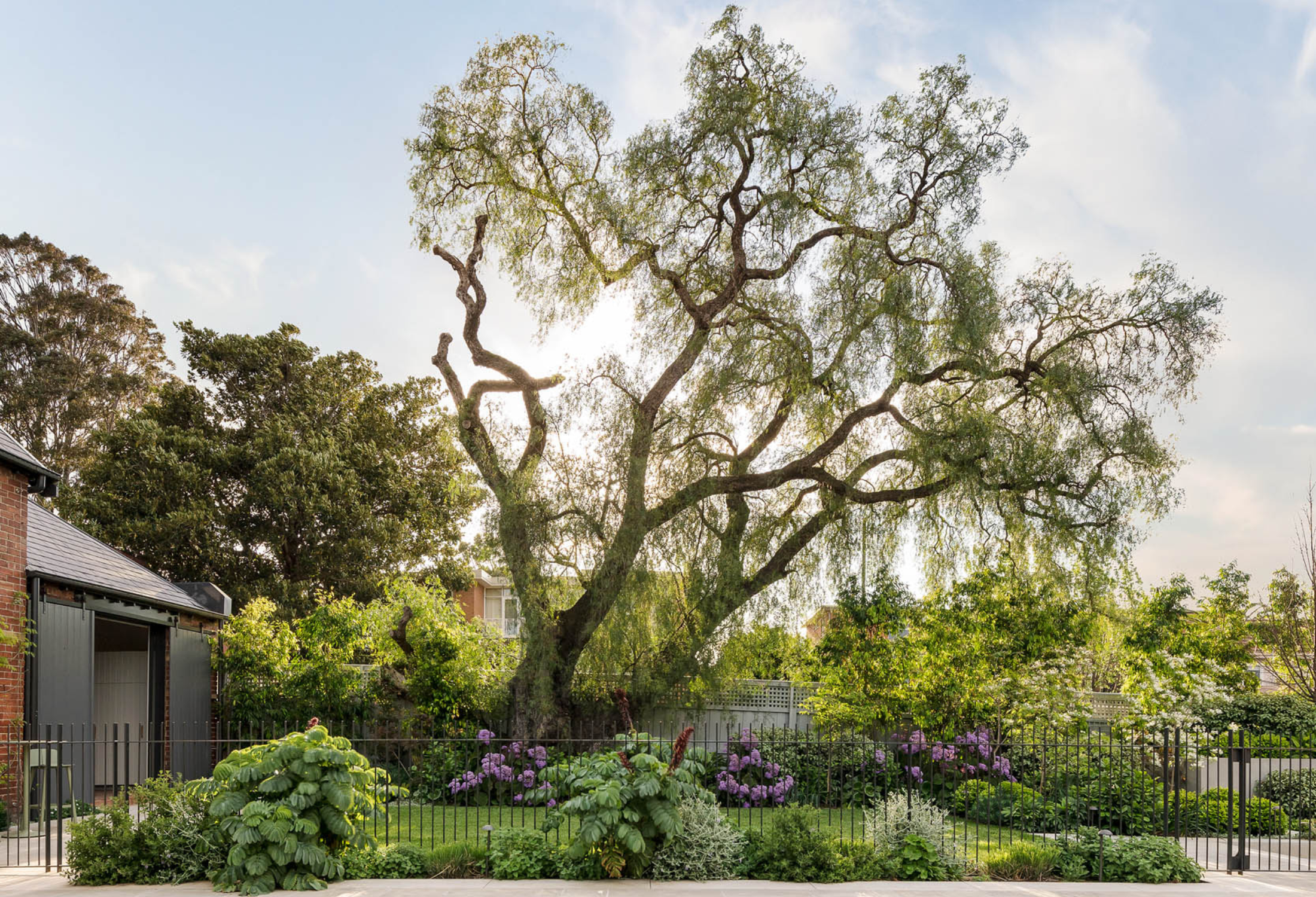Canopy / Umbrella-Shaped Trees