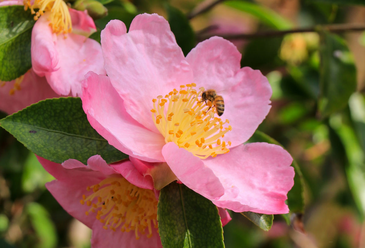 Camellias