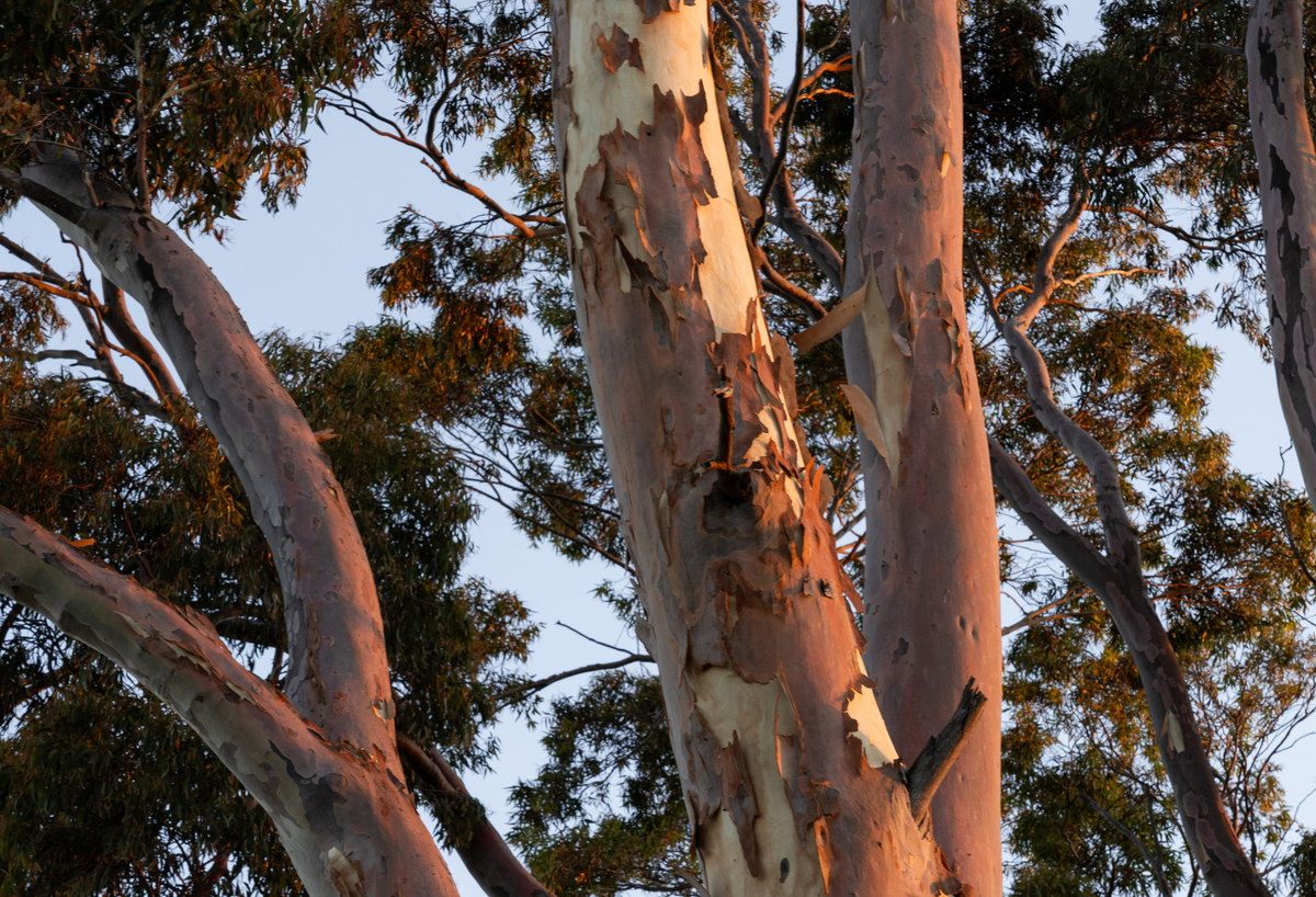Tree 5 Features Australian Native Feature Trees