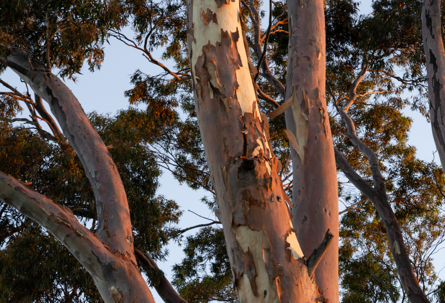 Australian Native Feature Trees