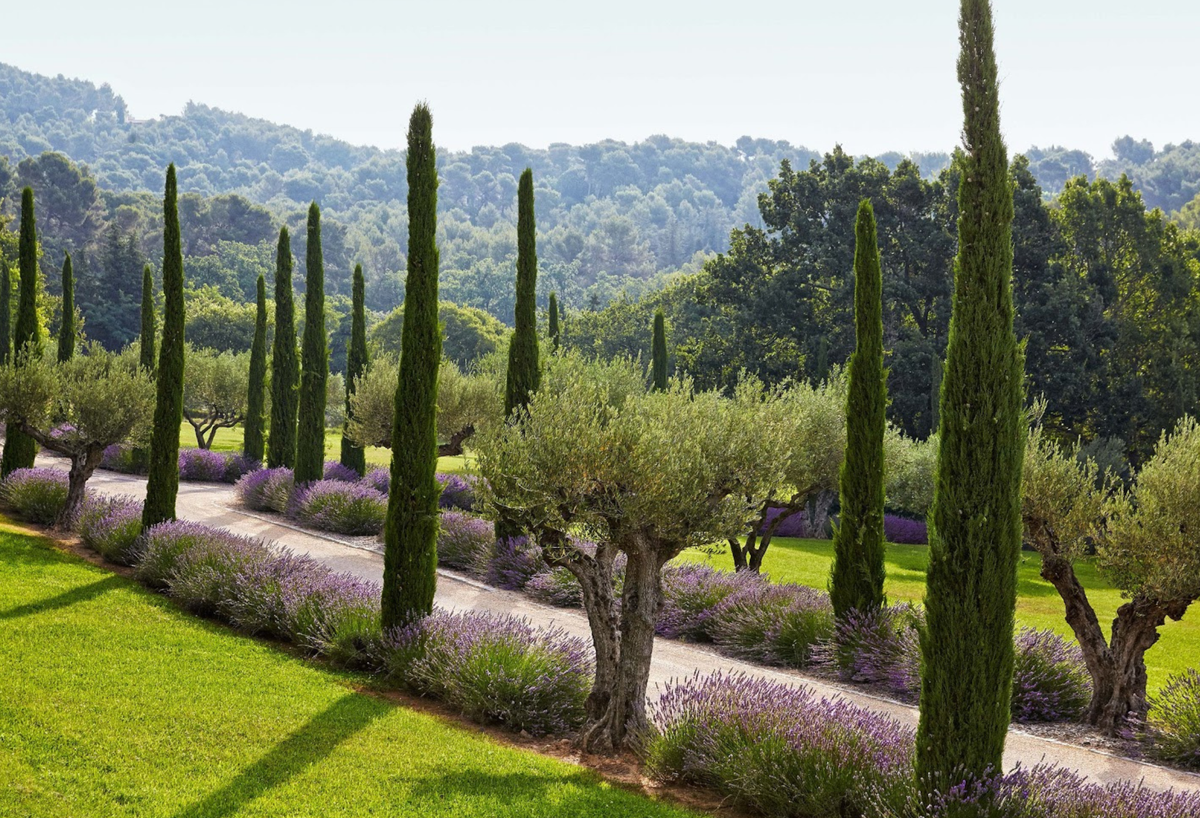 Feature Tree Conifers - Evergreen Trees Direct