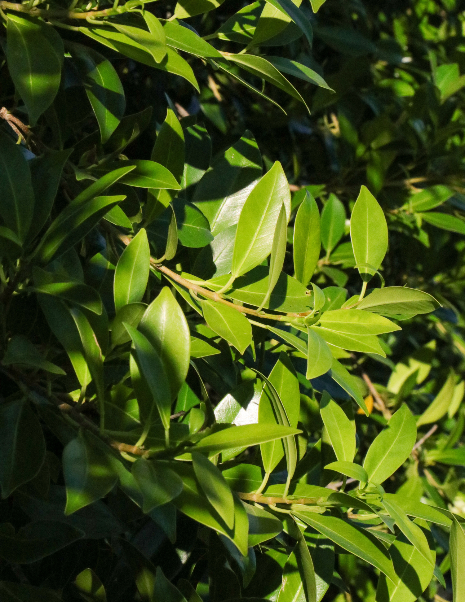 Ficus Hillii Flash Sale