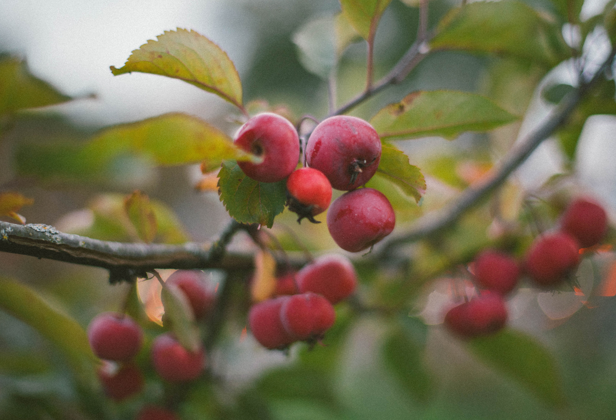 Fruit Trees