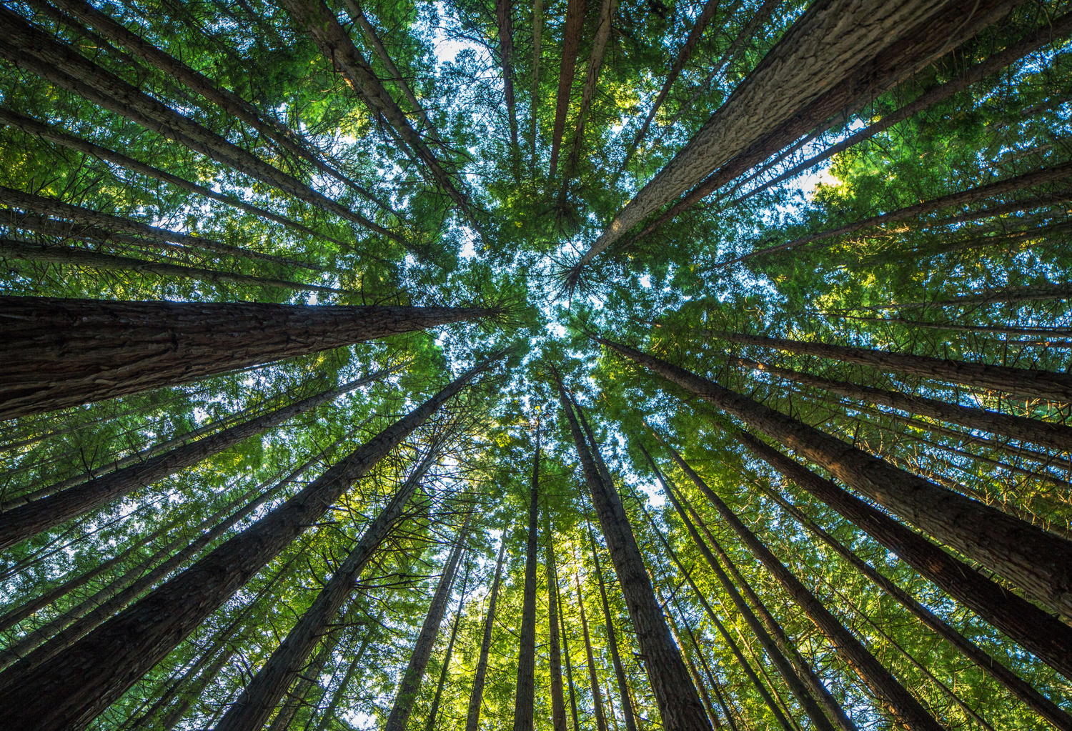 Giant Trees