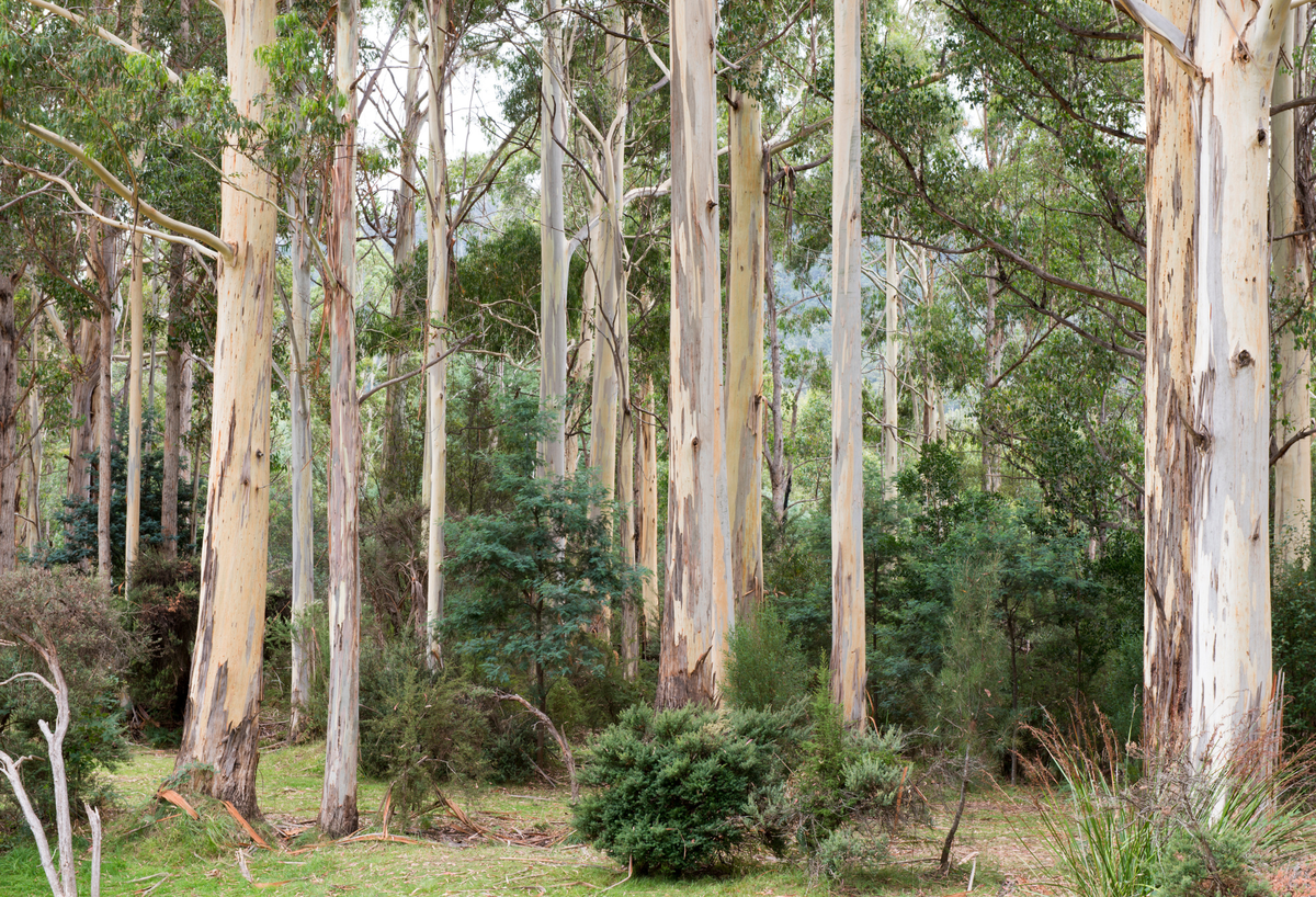 Australian Native Gum Trees for Landscaping - Evergreen Trees Direct