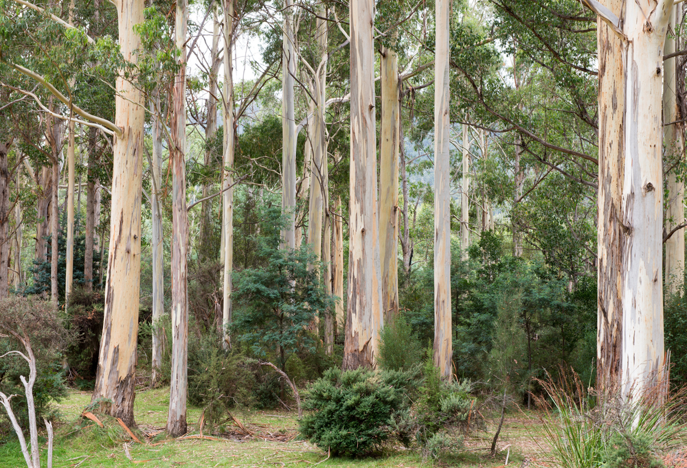Australian Native Gum Trees for Landscaping - Evergreen Trees Direct