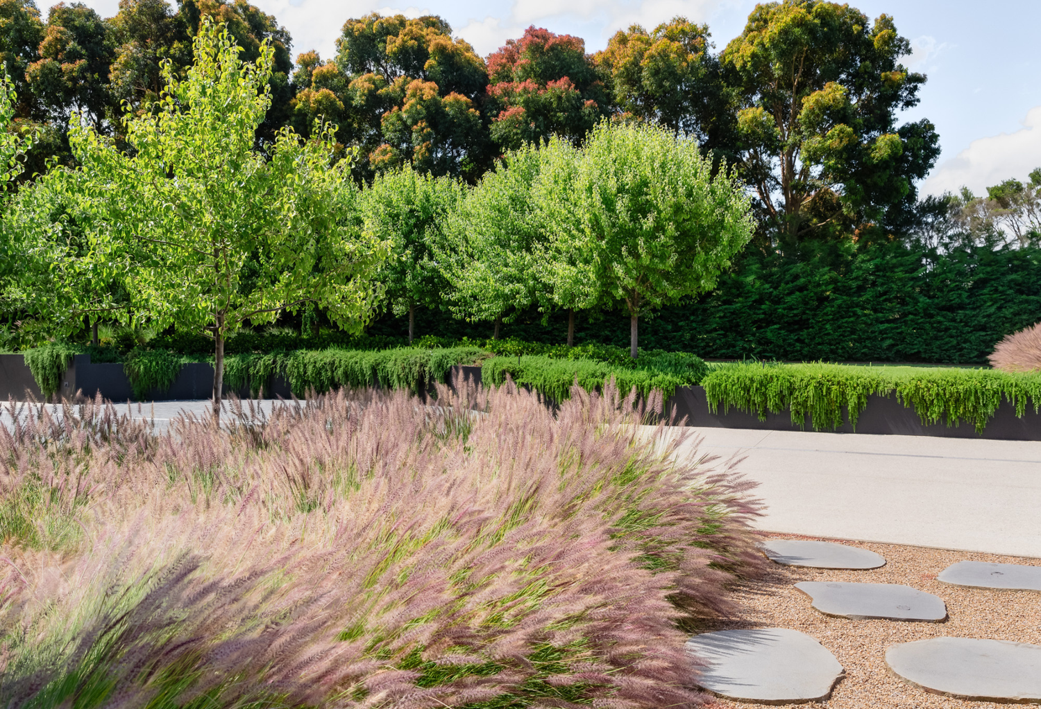 Quick Growing Trees For Privacy