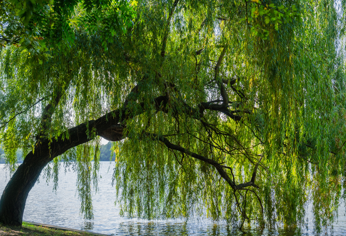 Shade Trees | Evergreen Trees Direct