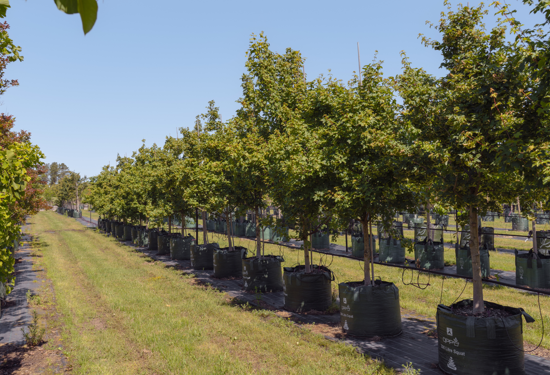 Vase-Shaped Trees