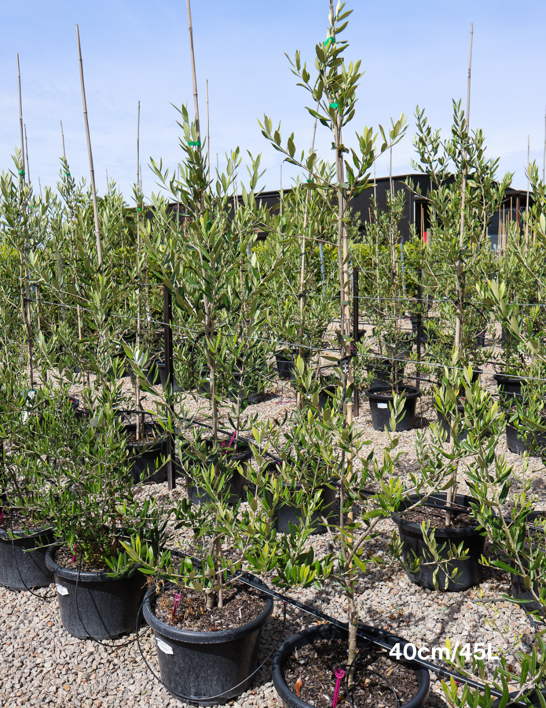 Olea europaea 'Swan Hill' (Non Fruiting Olive) - Evergreen Trees Direct