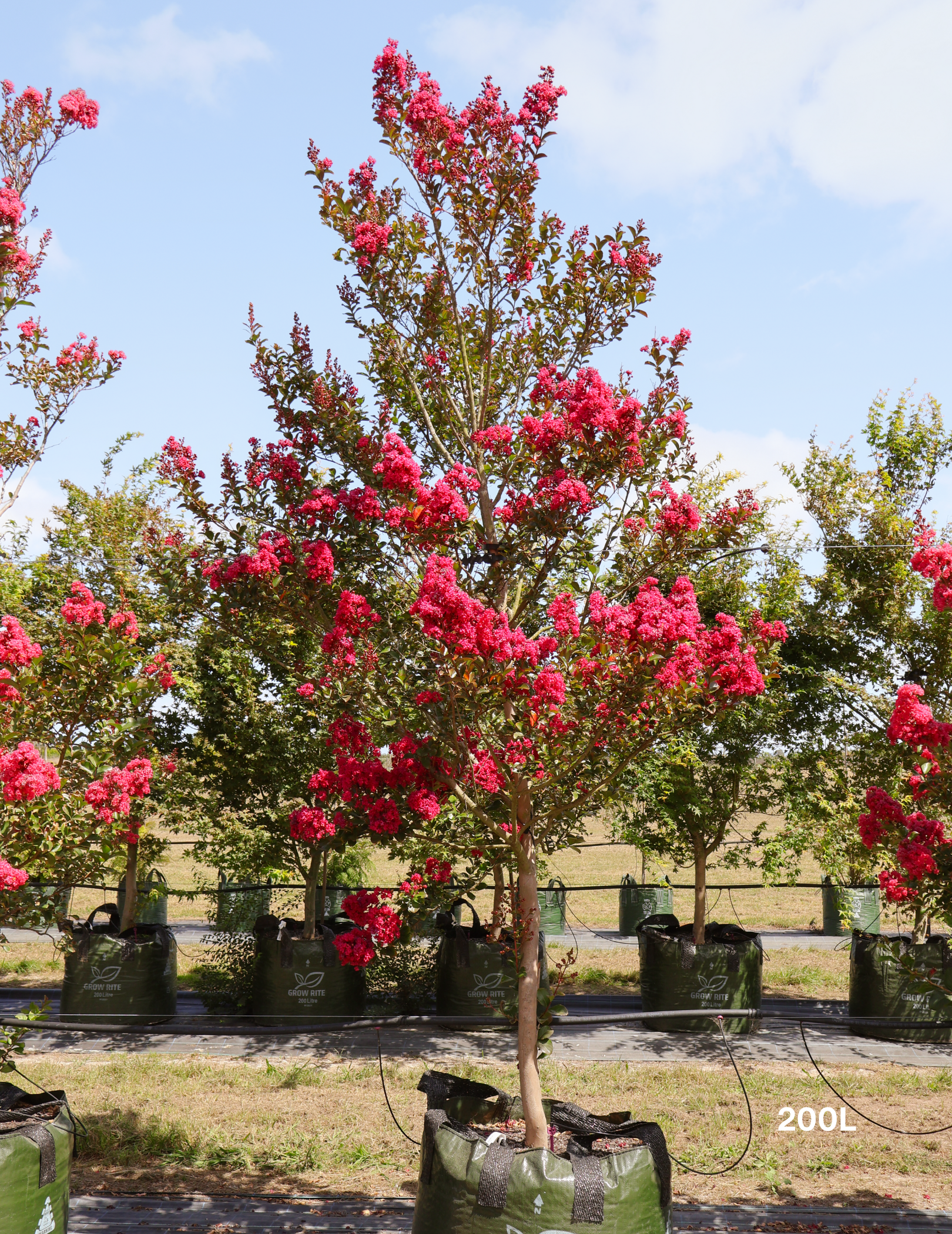 Lagerstroemia indica 'Tuscarora' - Dark Pink Crepe Myrtle - Evergreen Trees Direct