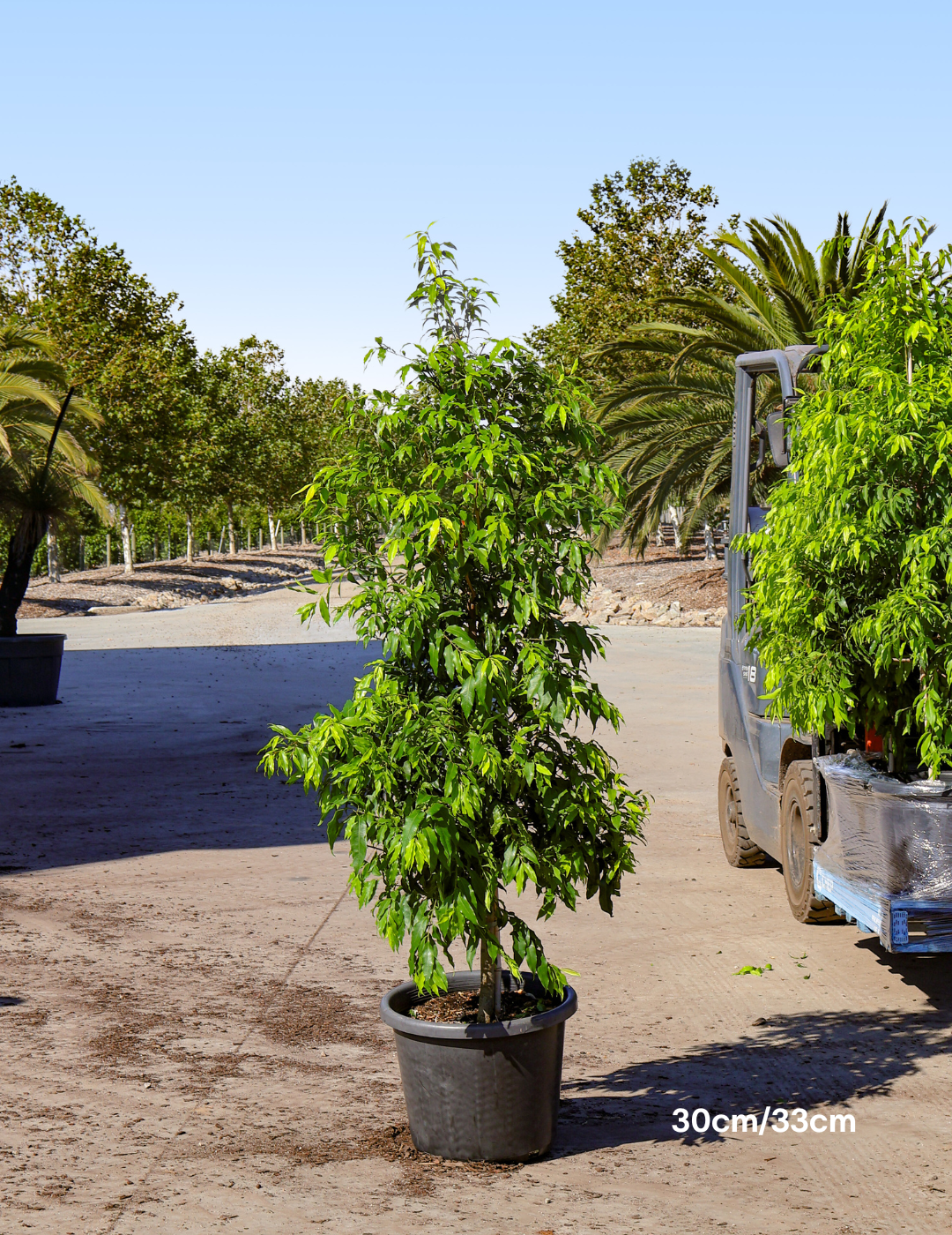 Waterhousea floribunda - Weeping Lilly Pilly - Evergreen Trees Direct