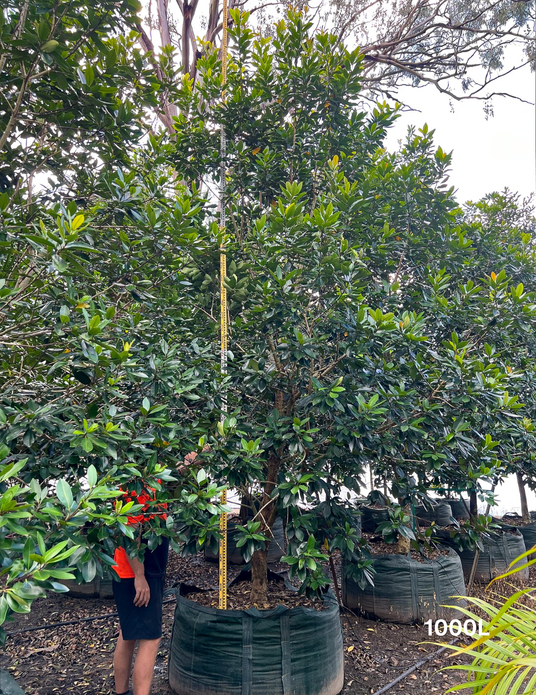 Tristaniopsis laurina 'Luscious' (Watergum) - Evergreen Trees Direct
