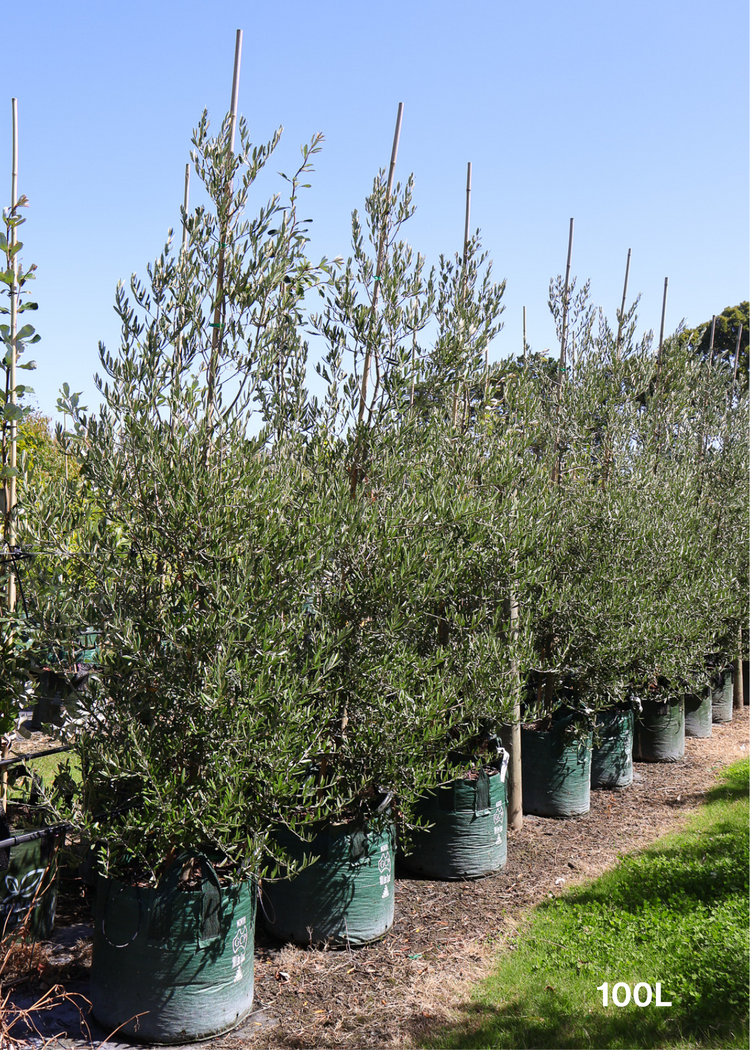 Olea europaea 'Tolley's Upright' Olive Tree