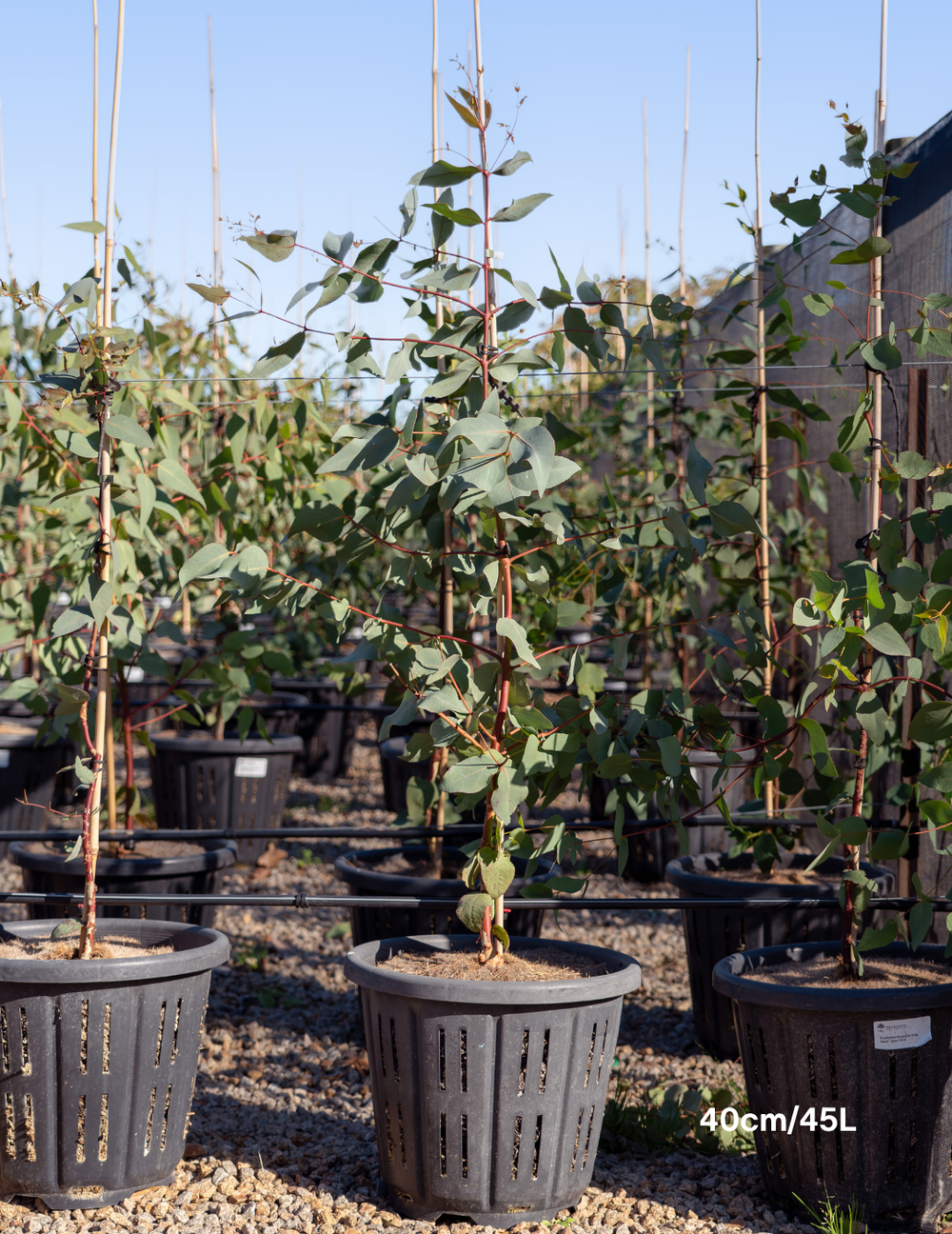 Eucalyptus leucoxylon 'Euky Dwarf' - Evergreen Trees Direct