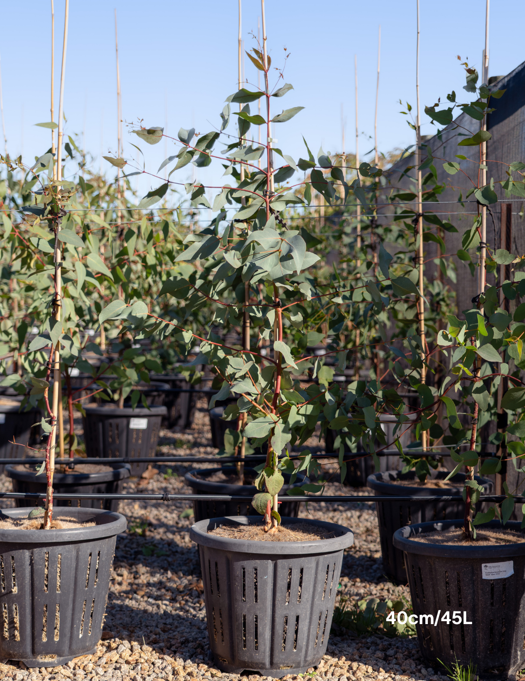 Eucalyptus leucoxylon 'Euky Dwarf' - Evergreen Trees Direct