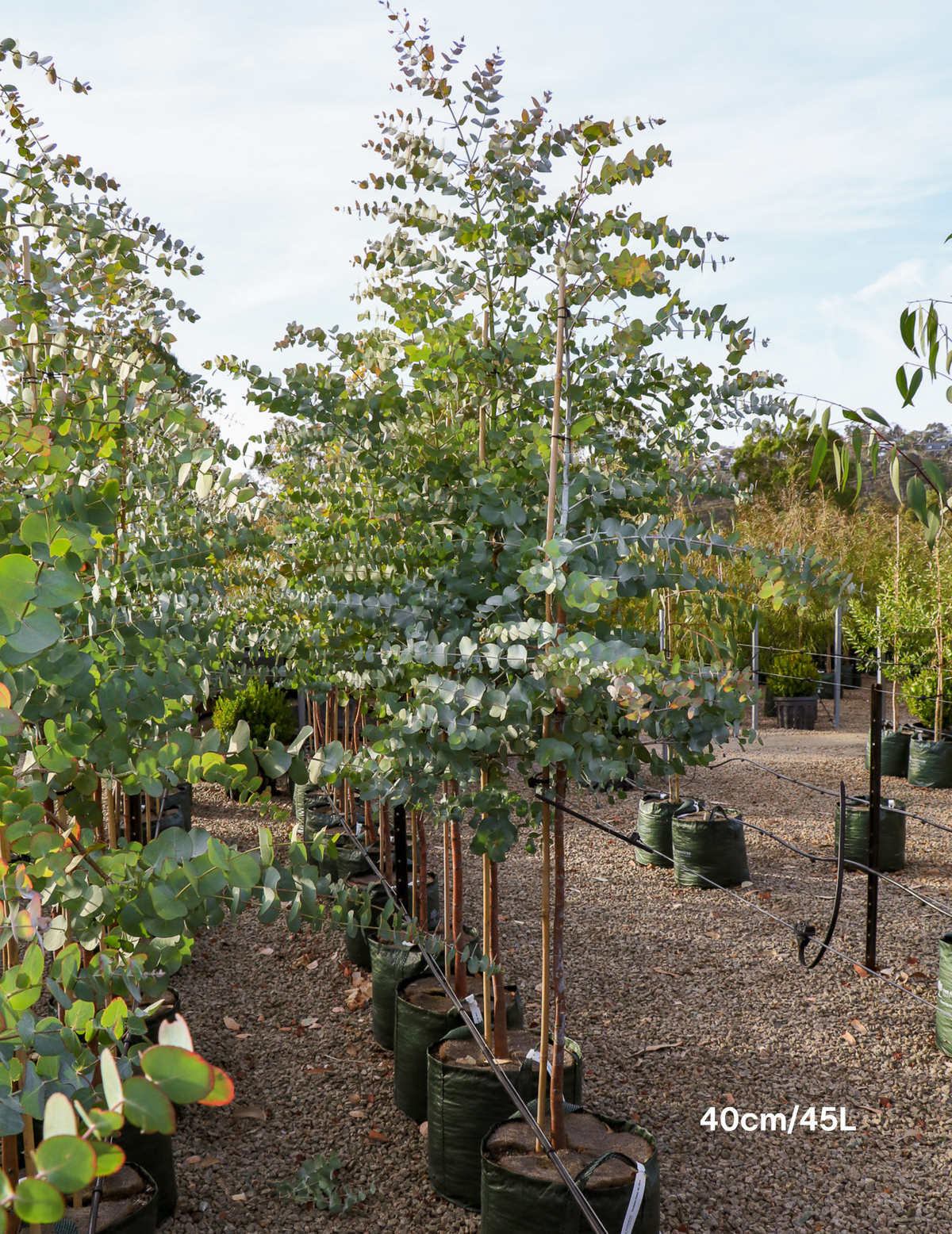 Eucalyptus cinerea