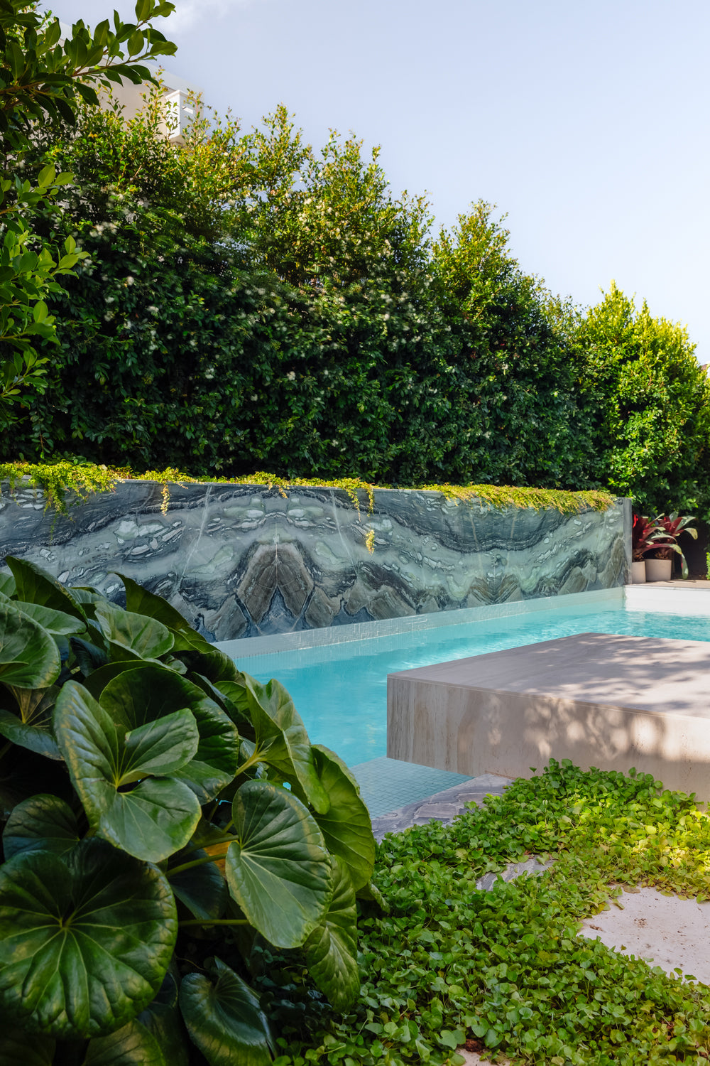 Evergreen Trees Direct