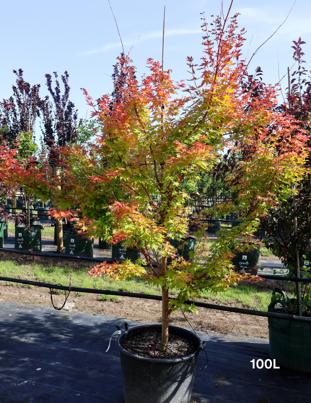 Acer palmatum Sango Kaku 'Senkaki' - Japanese Maple 100L
