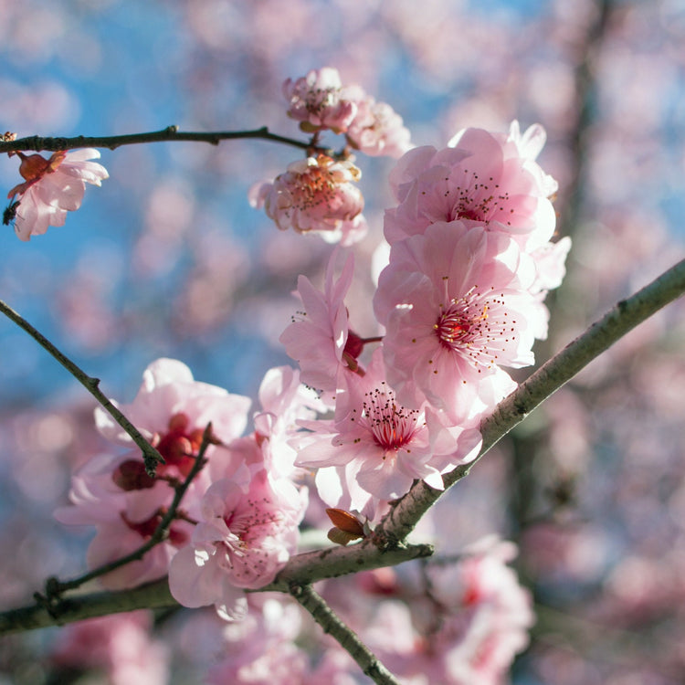 Prunus x blireana