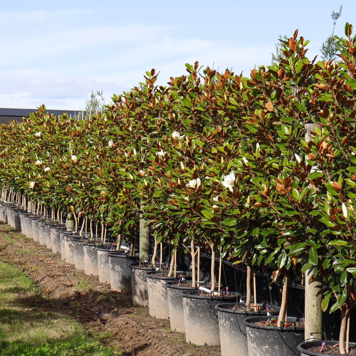 Ficus Rex Tree Your Ultimate Guide to Caring for a Ficus Tree