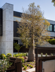 Brachychiton rupestris - Bottle Tree