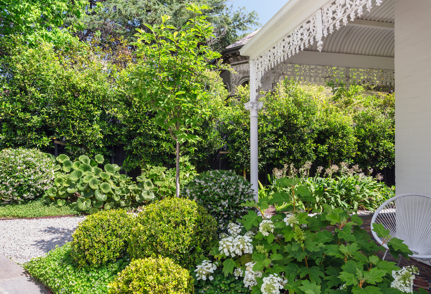 Buxus sempervirens