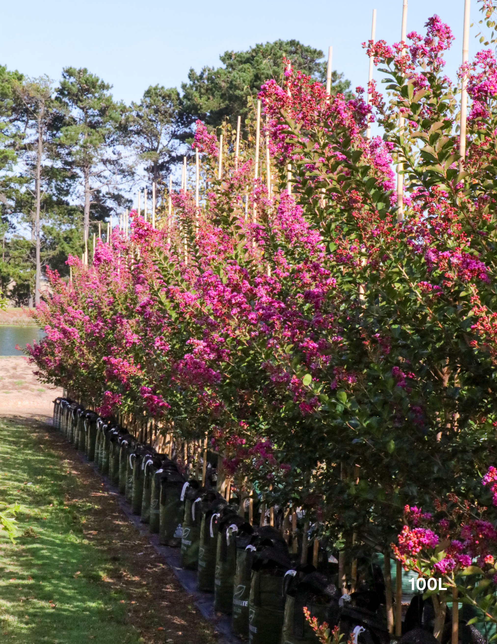Lagerstroemia indica 'Zuni' - Pink Crepe Myrtle 100L