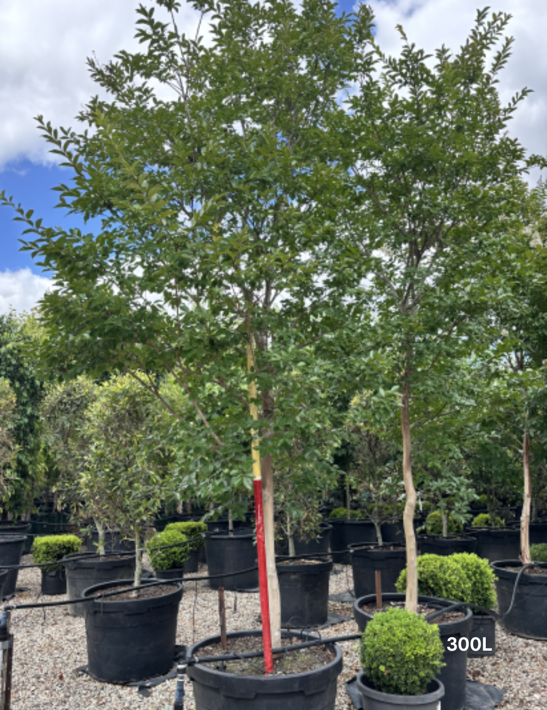 Lagerstroemia indica 'Natchez' (White) - Crepe Myrtle - Evergreen Trees Direct