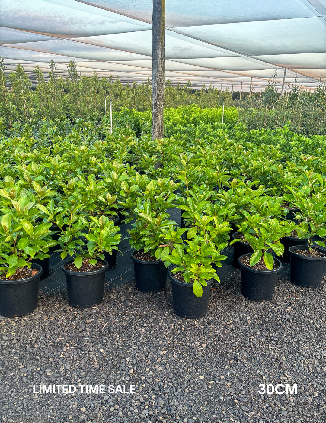Viburnum odoratissimum - Evergreen Trees Direct