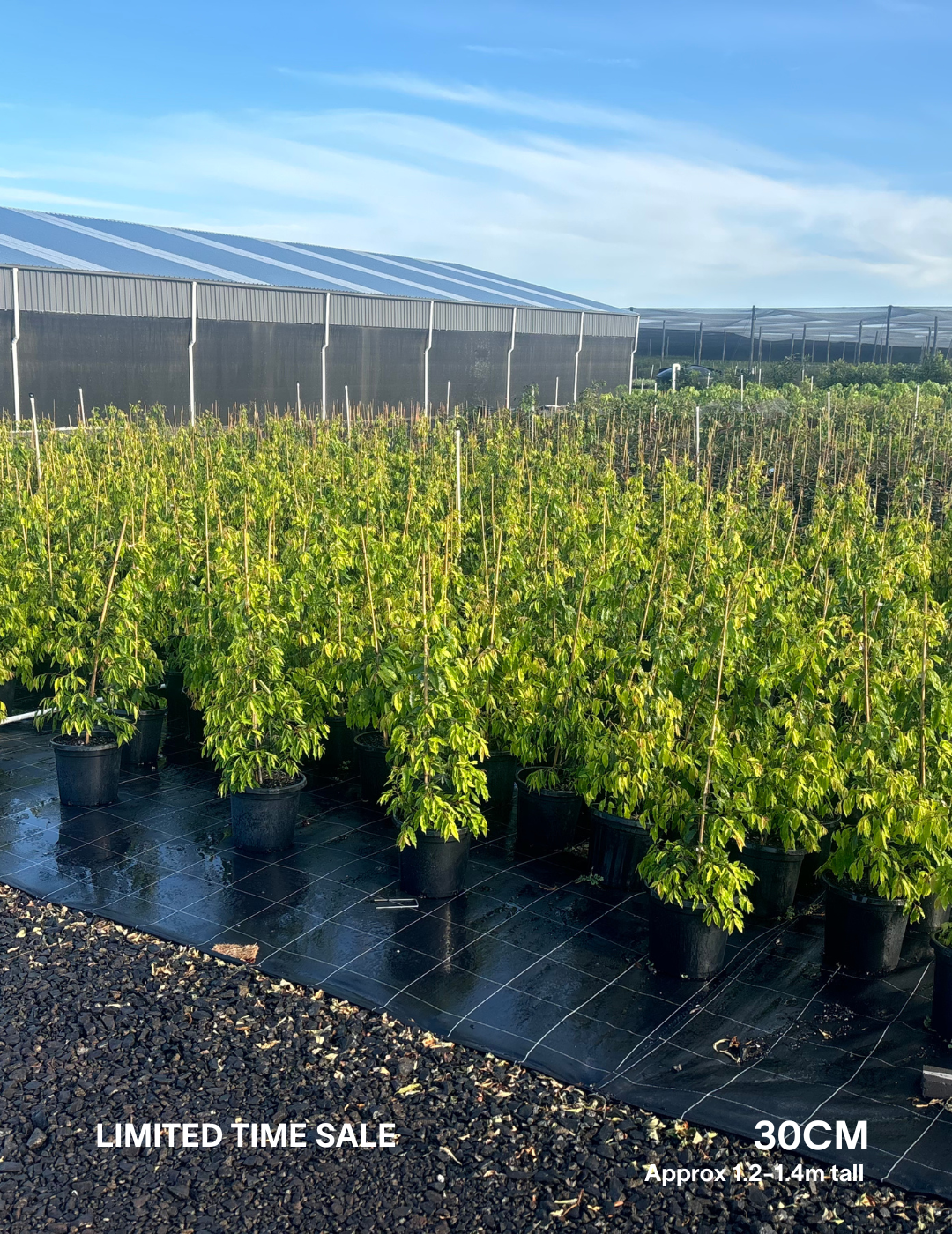 Waterhousea floribunda - Weeping Lilly Pilly - Evergreen Trees Direct