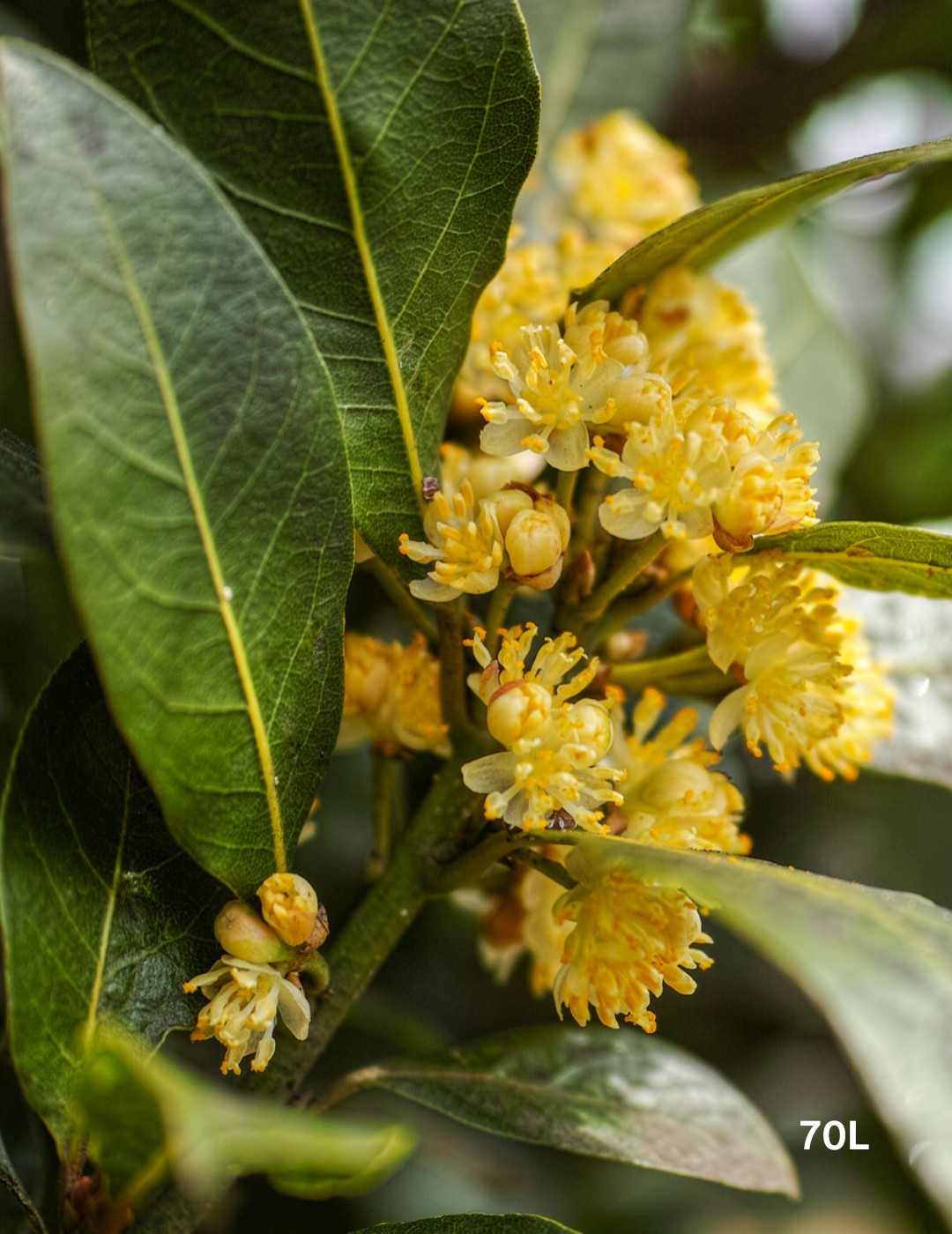 Laurus nobilis