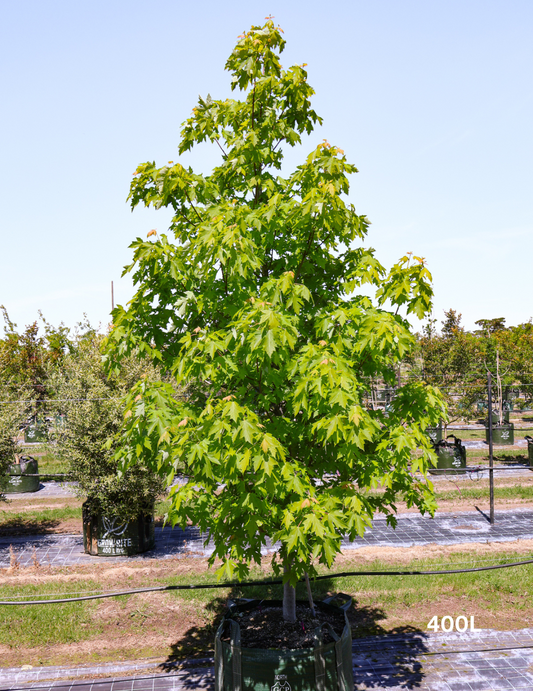 Acer  x freemanii 'Jeffersred' Autumn Blaze