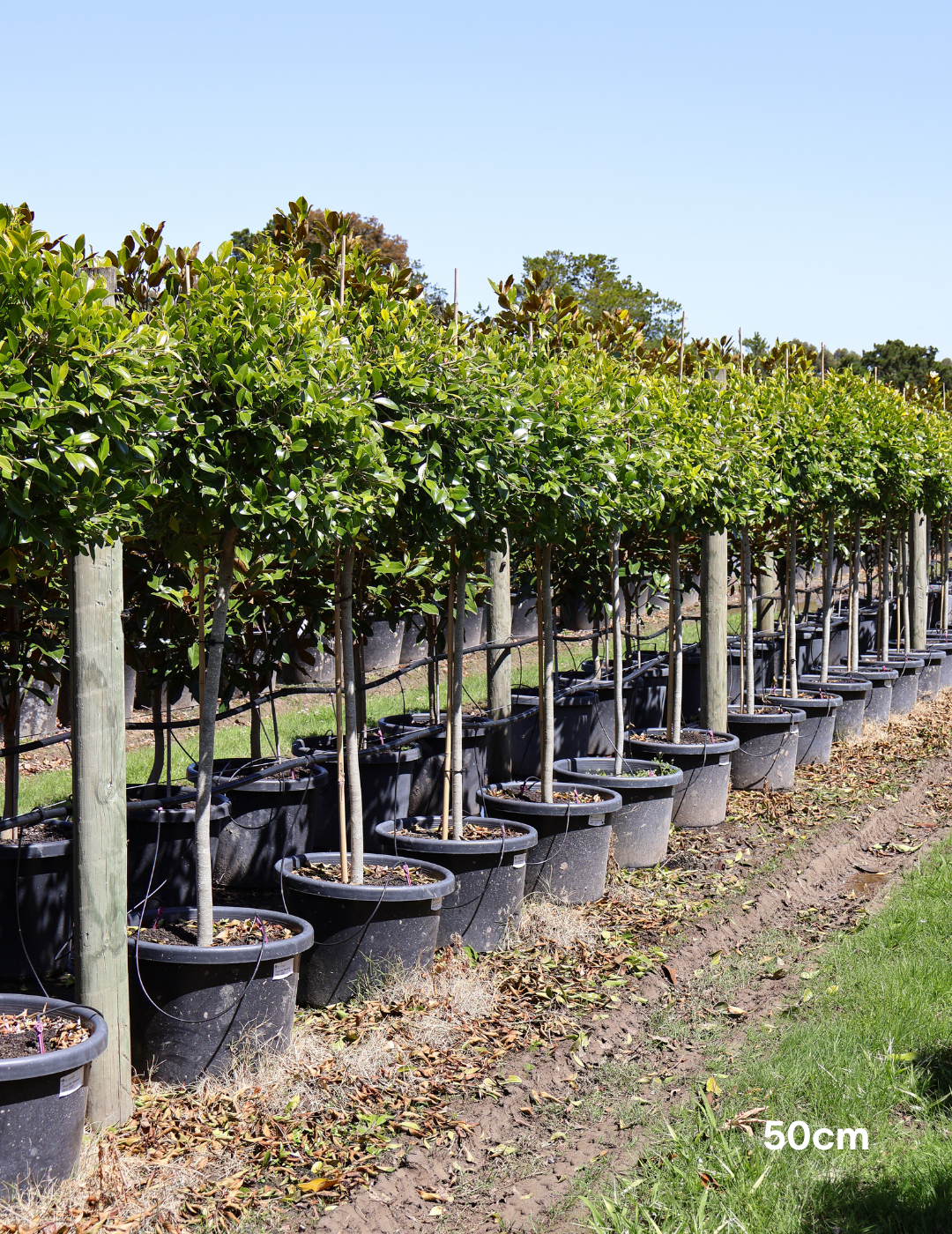 Ficus hillii 'Standard' 50cm - Evergreen Trees Direct