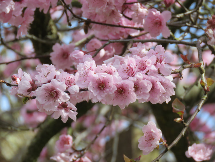 Prunus x blireana