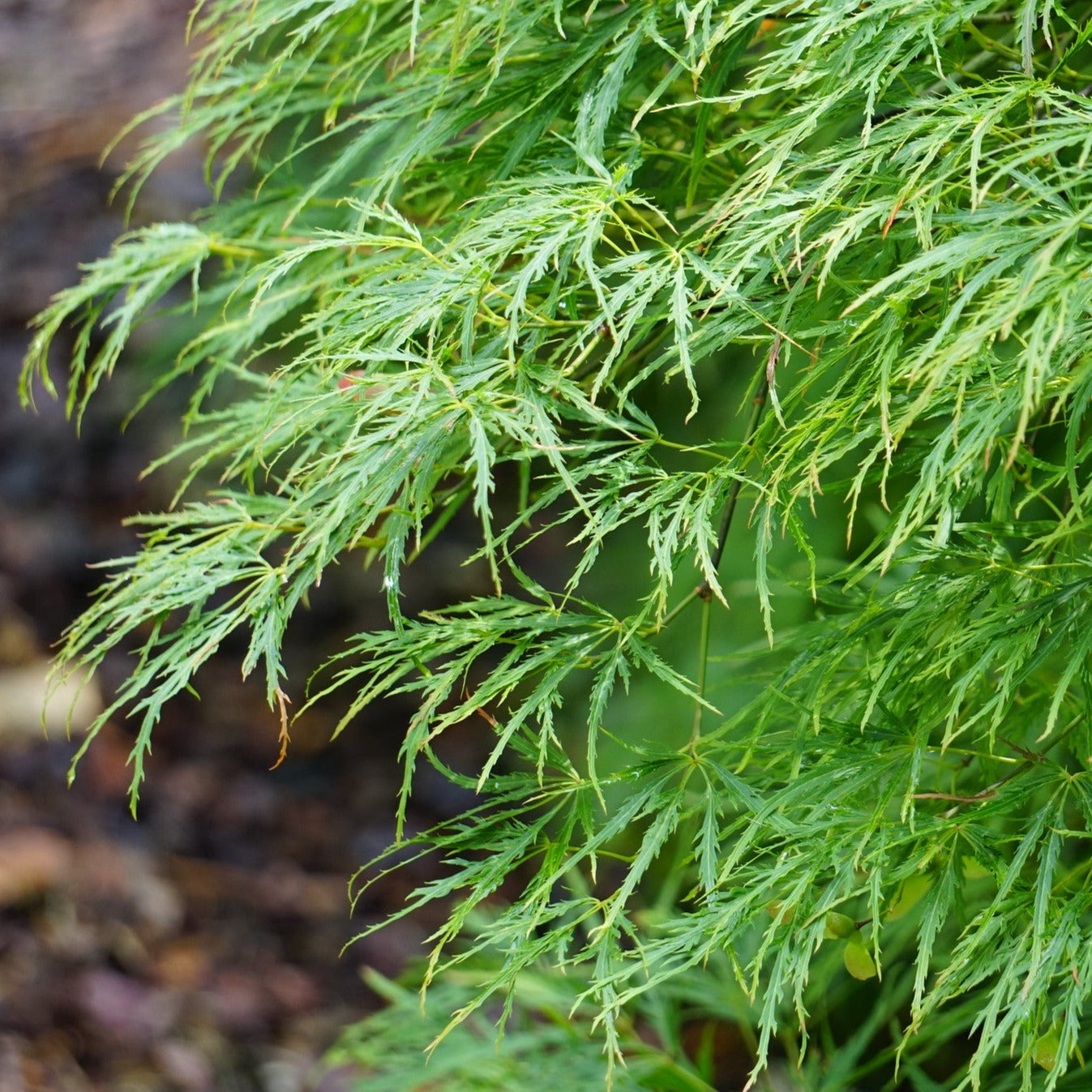 Acer palmatum dissectum 'Waterfall' Weeper Evergreen Trees Direct