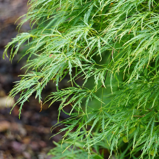 Acer palmatum dissectum 'Waterfall' Weeper