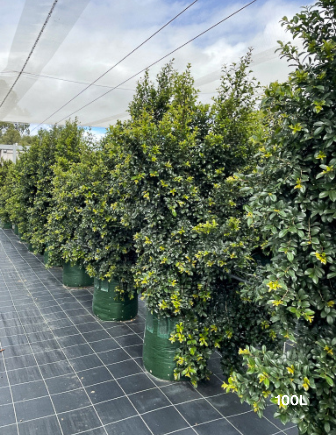 Syzygium australe 'Resilience' - Lilly Pilly 100L - Evergreen Trees Direct