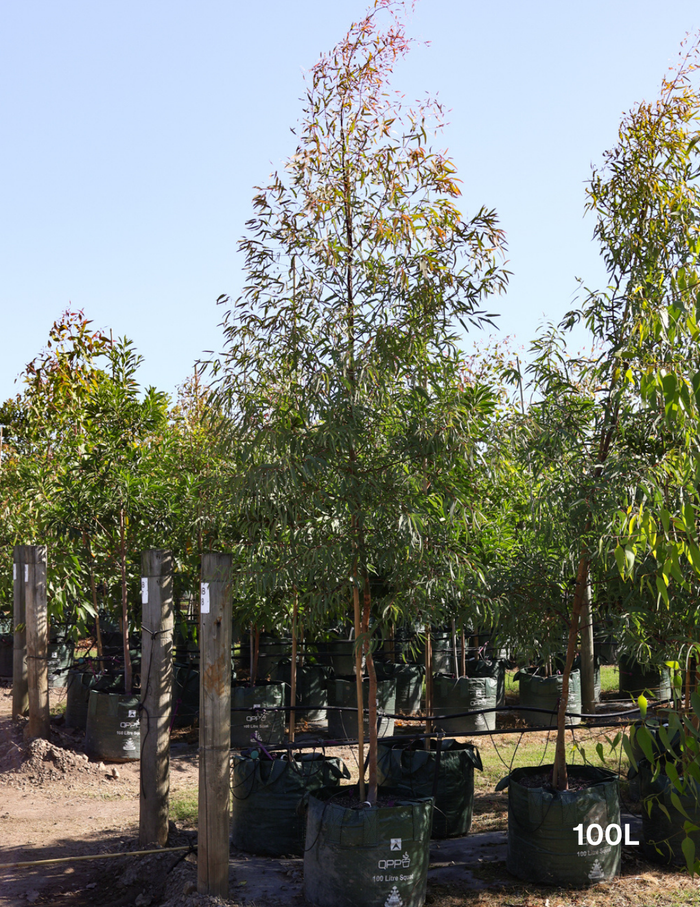 Eucalyptus mannifera 40cm/45L