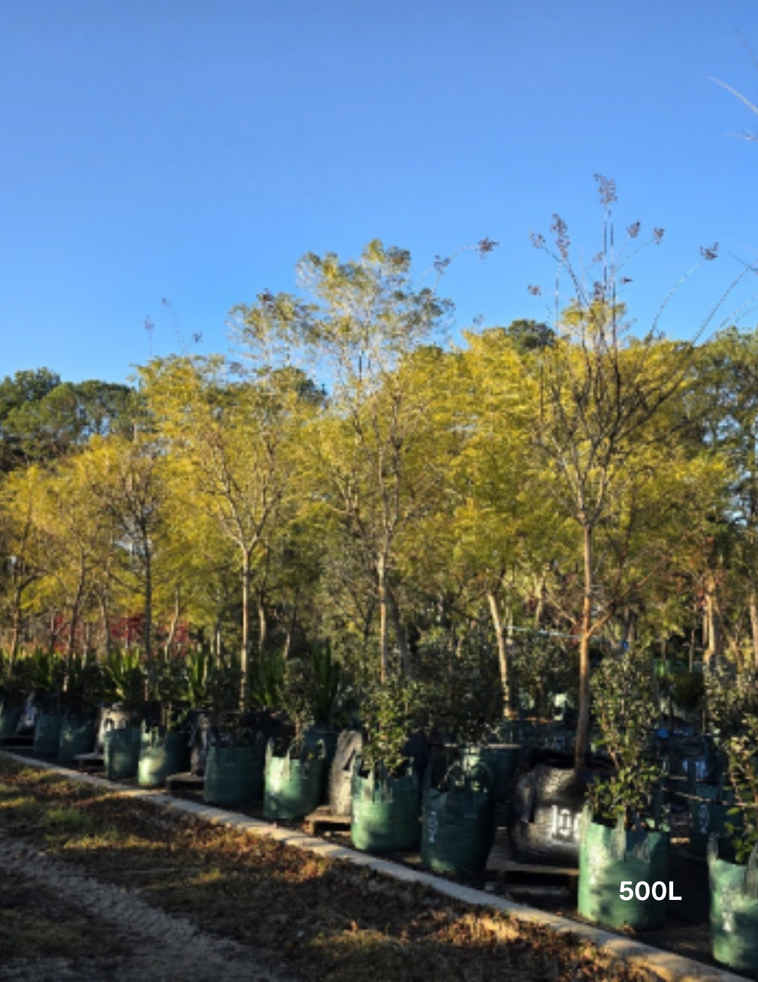 Lagerstroemia indica 'Natchez' (White) - Crepe Myrtle - Evergreen Trees Direct