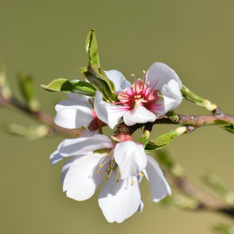 Prunus dulcis 'All In One Almond'