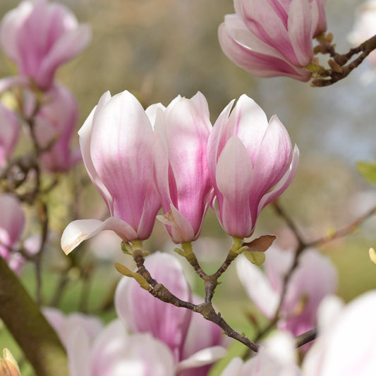 Magnolia x soulangeana