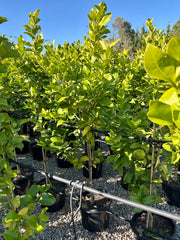 Citrus - Lemon Lisbon - Evergreen Trees Direct