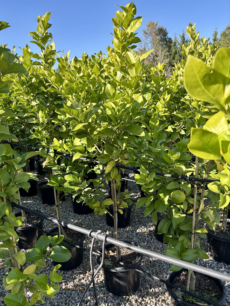 Citrus - Lemon Lisbon - Evergreen Trees Direct