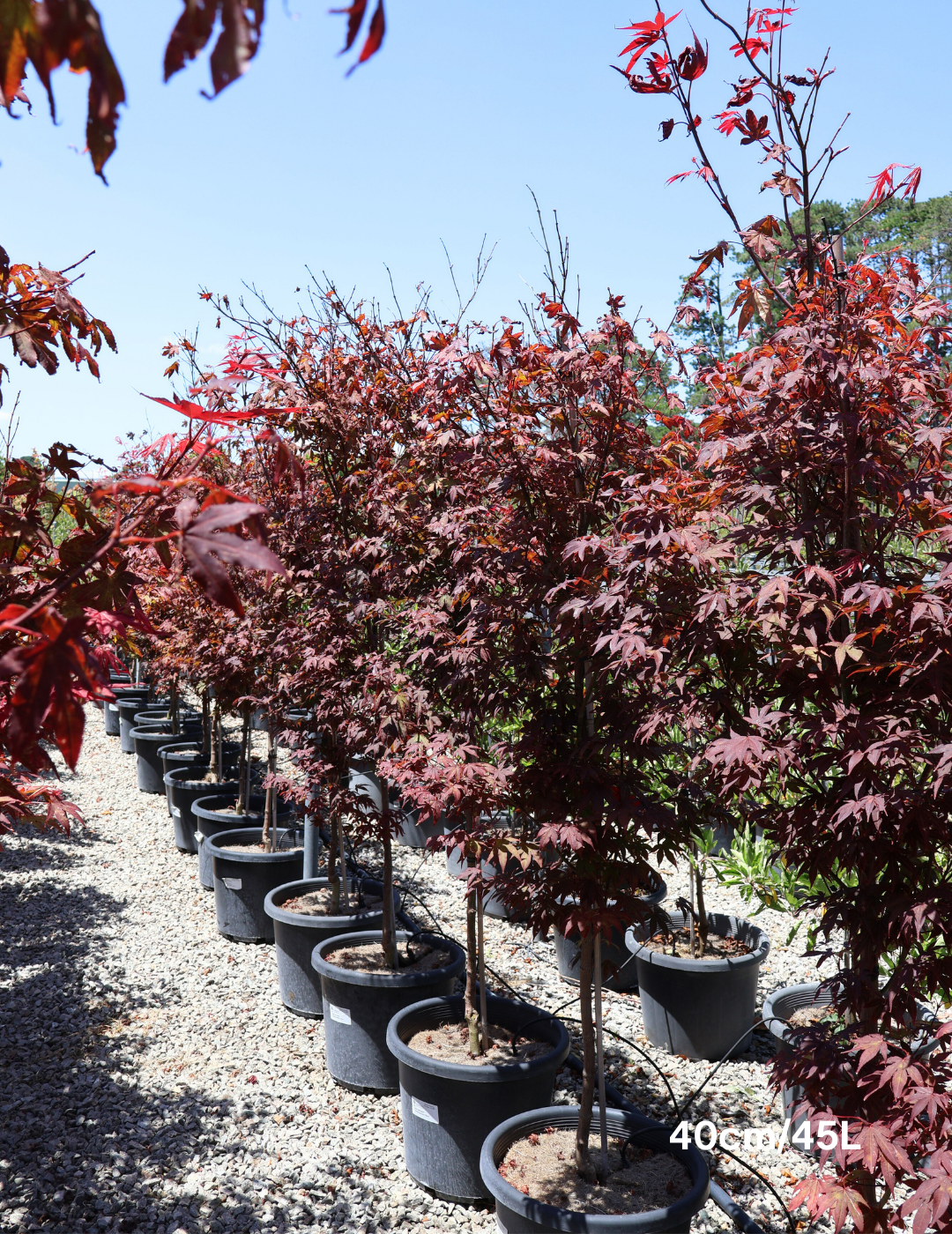Acer palmatum 'Atropurpureum' - Japanese Maple - Evergreen Trees Direct