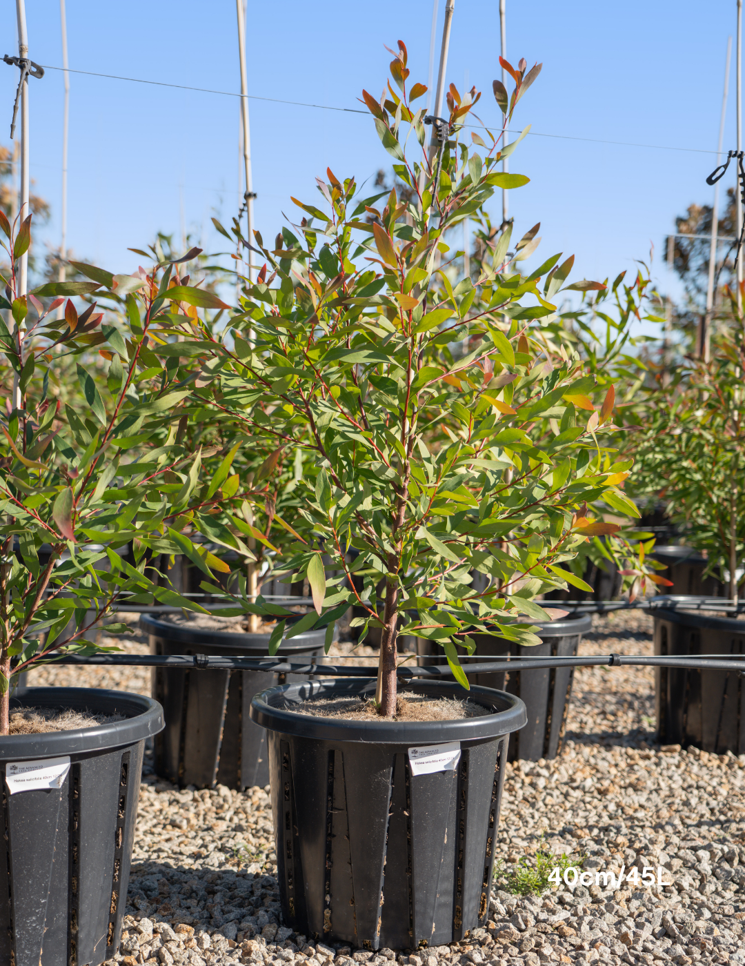 Hakea salicifolia - Willow-leaved Hakea - Evergreen Trees Direct