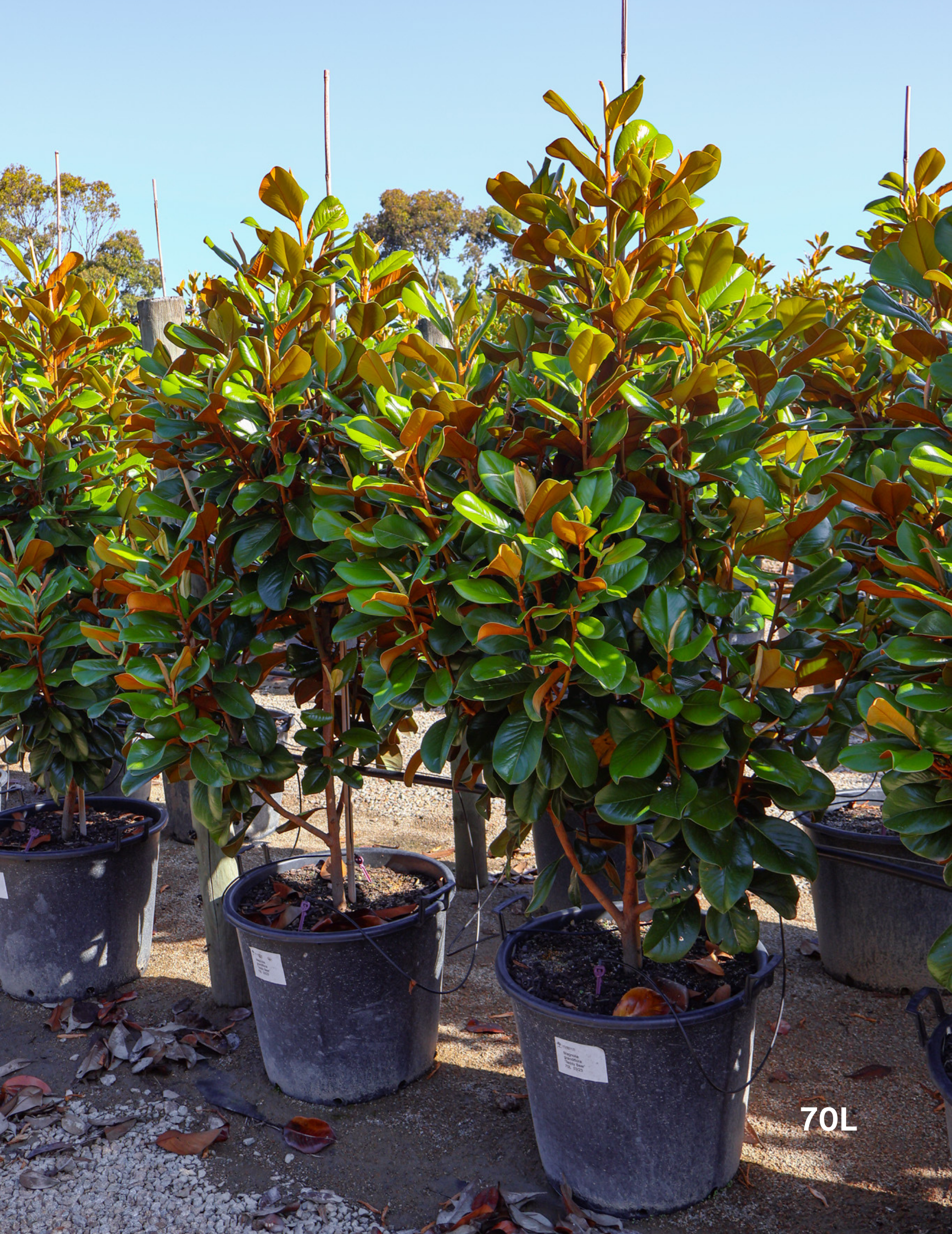 Magnolia grandiflora 'Teddy Bear' - Evergreen Trees Direct