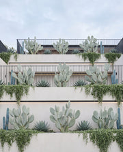 Opuntia ‘Burbank Spineless’ – Burbank Spineless Prickly Pear